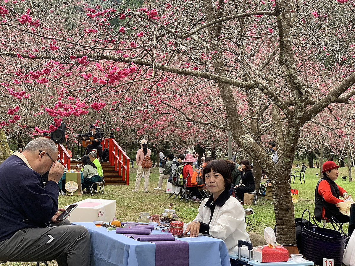 九族櫻花祭首場茶會 小小茶師12年後化身妙齡茶師續茶緣 4 S 7282717 1