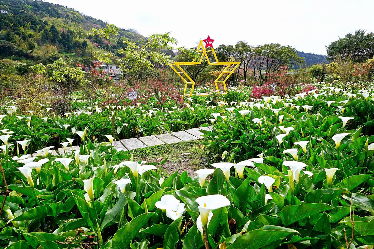 清明連假各地天氣自今（2）日起多雲轉晴，台北市觀光傳播局推薦，民眾不妨搭乘公車上陽明山，來一趟賞花、泡湯、美食「三合一之旅」。