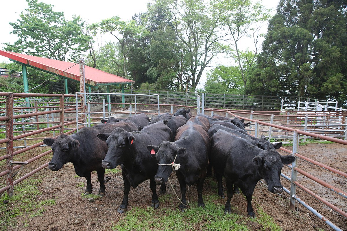 清境農場結束牛隻飼養業務 迎向淨零永續新挑戰 2 AI4A9634