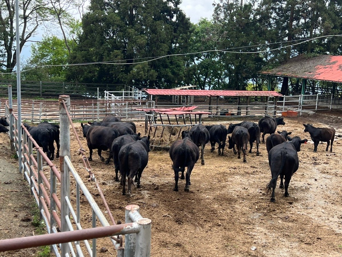 清境農場結束牛隻飼養業務 迎向淨零永續新挑戰 1 LINE ALBUM 1120426清境最後一批牛 230426 1