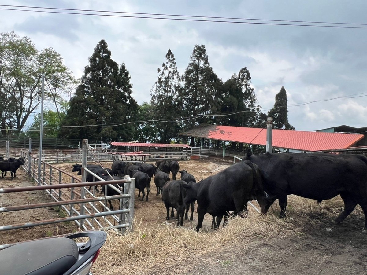 清境農場今26日出售飼養22頭安格斯牛並結束該業務