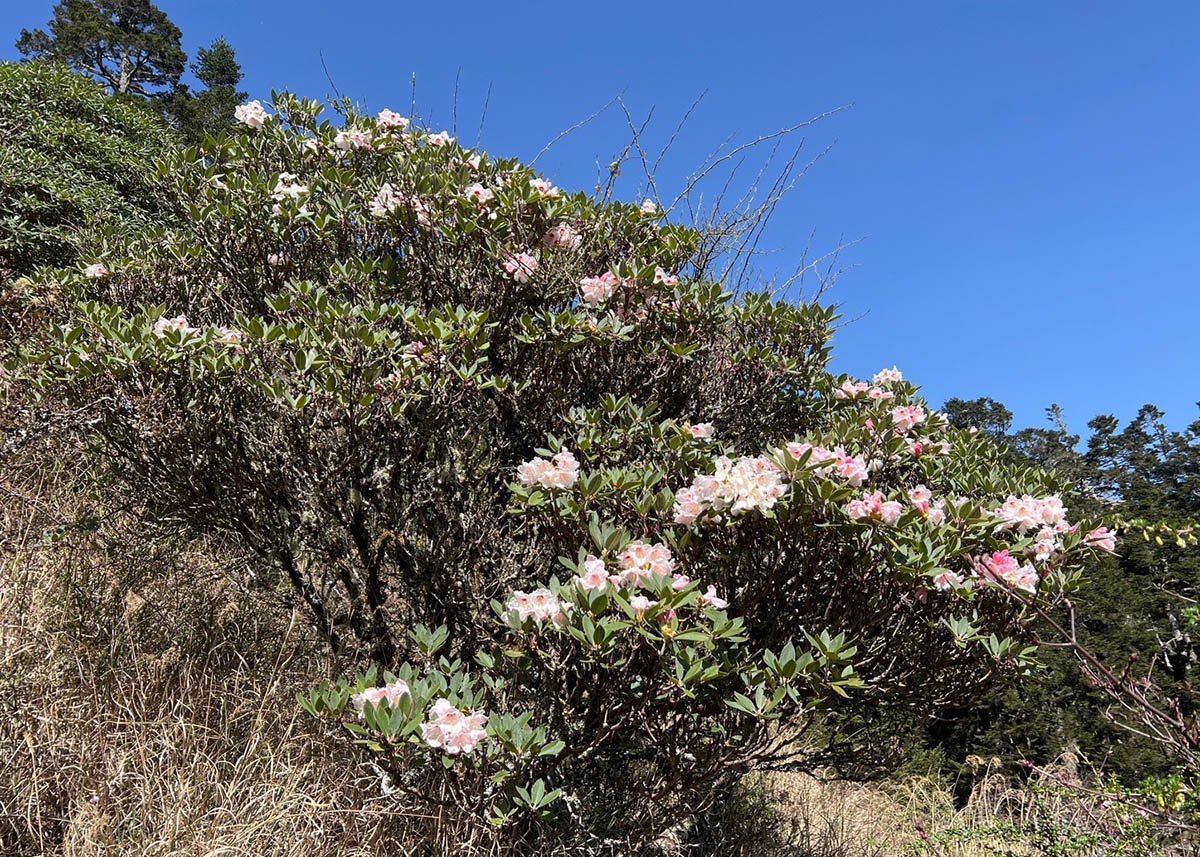 高山杜鵑接力開 一朵朵紅色的高山杜鵑綻放