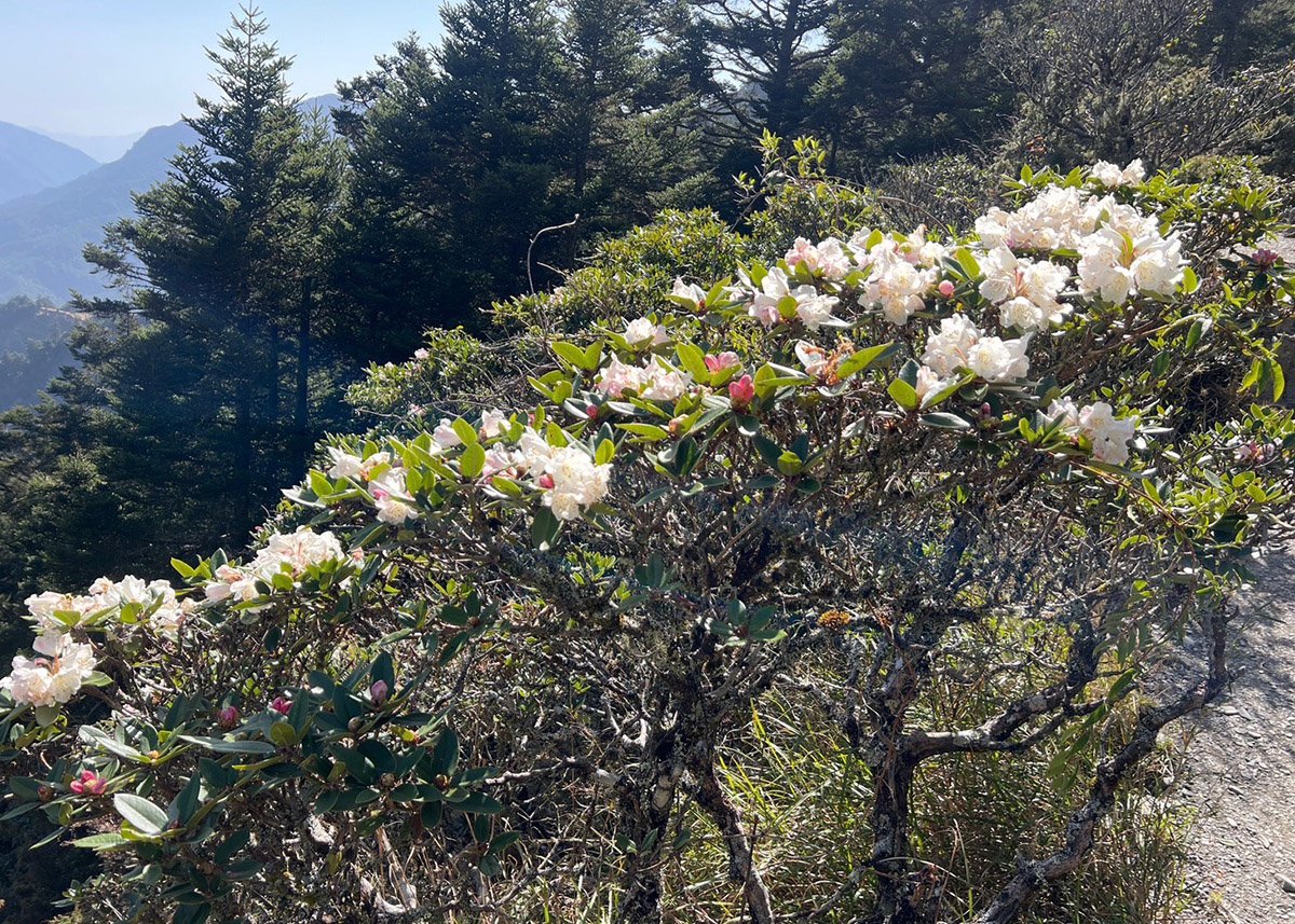 高山杜鵑接力開 一朵朵紅色的高山杜鵑綻放 合歡東峰成花海 1 S 107937833