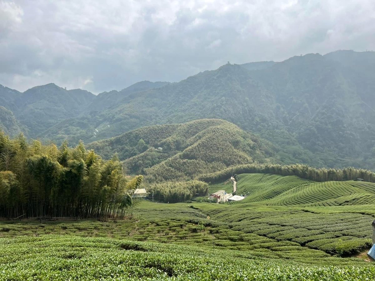 邁向國際！ 竹山公所辦理「國際茶道節」5/27紫南宮登場