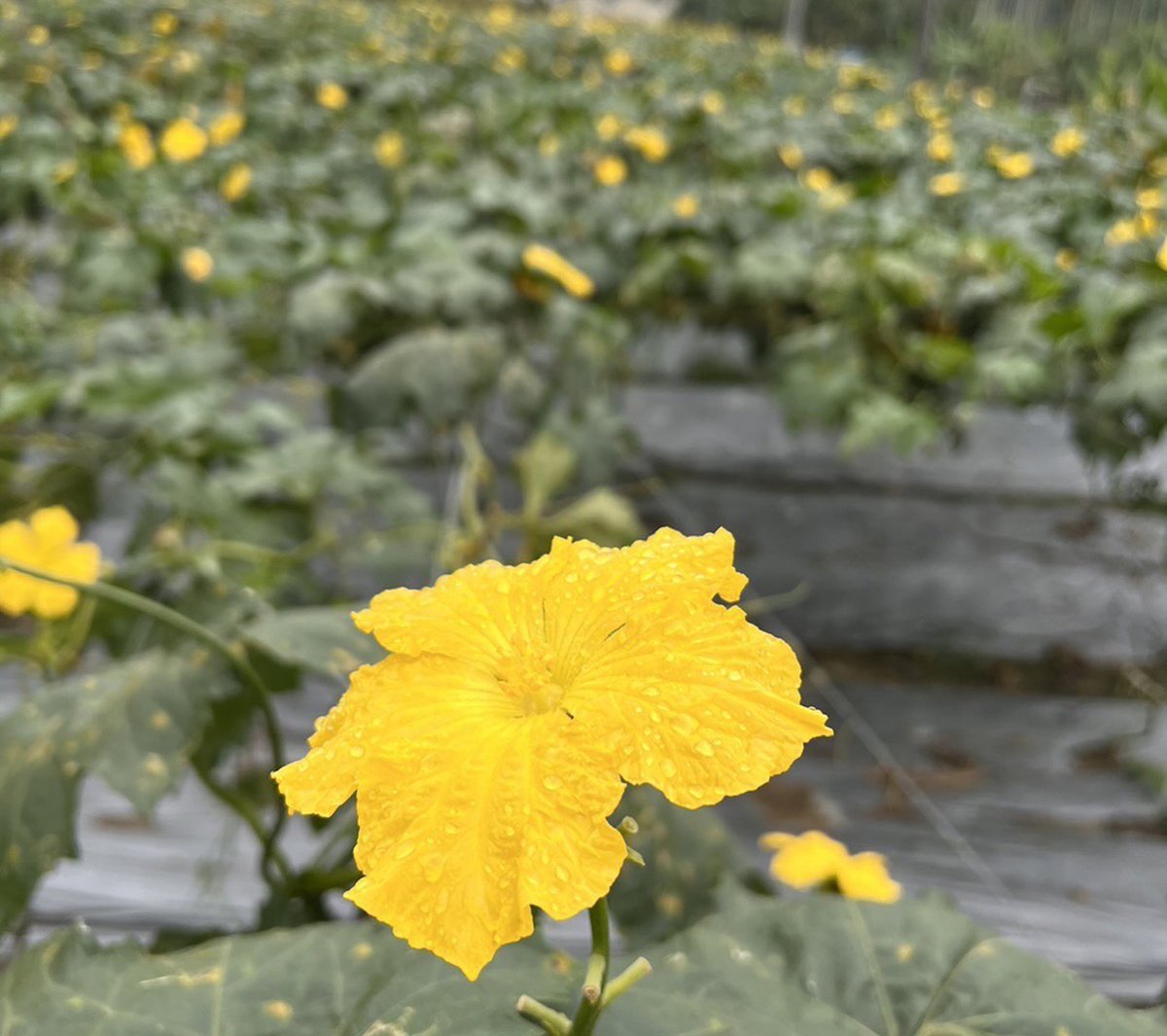 頭社絲瓜園放置25箱蜜蜂 黃金花海授粉提高菜瓜產量 5 S 109494301