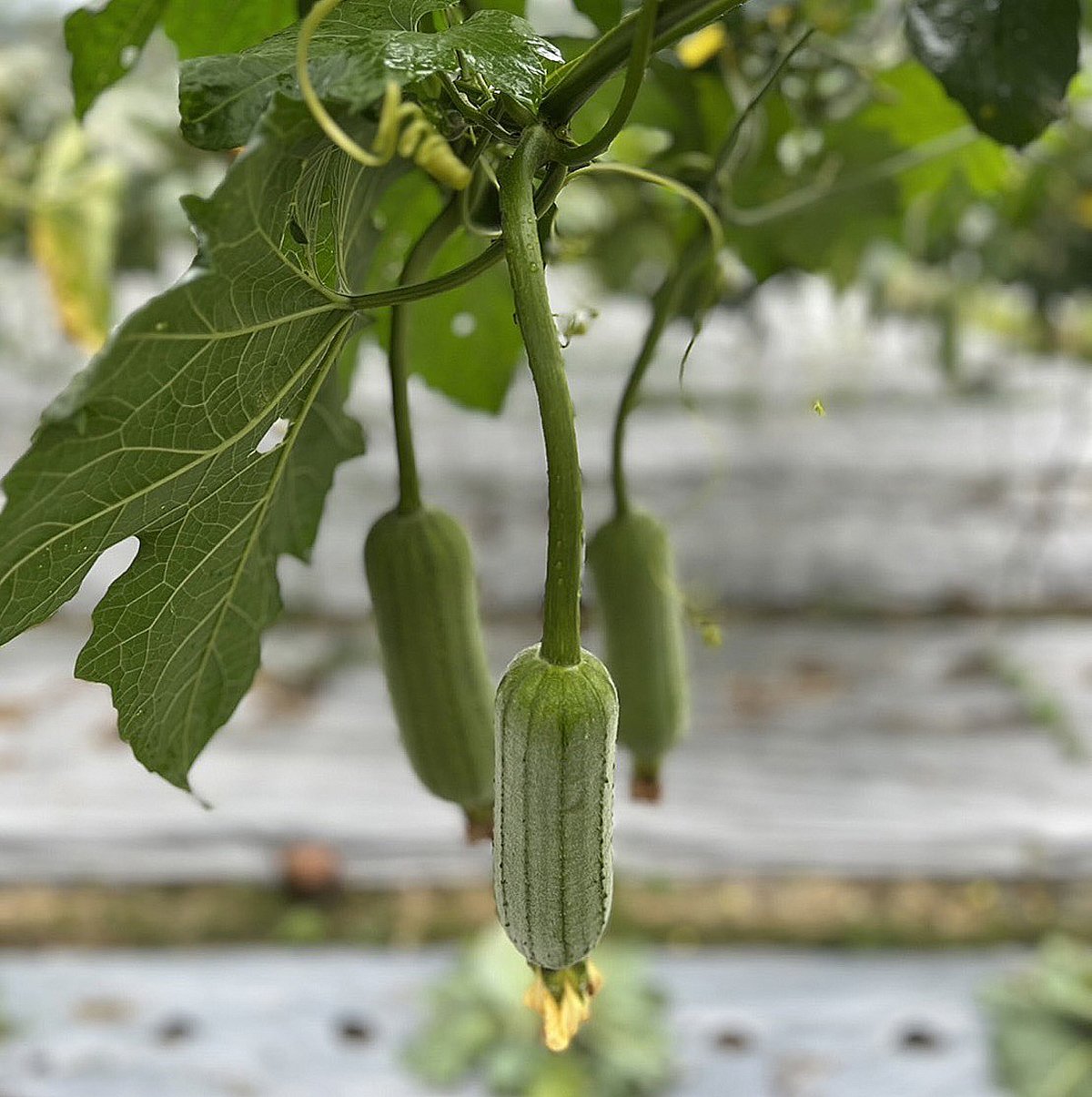 頭社絲瓜園放置25箱蜜蜂 黃金花海授粉提高菜瓜產量 4 S 109494302