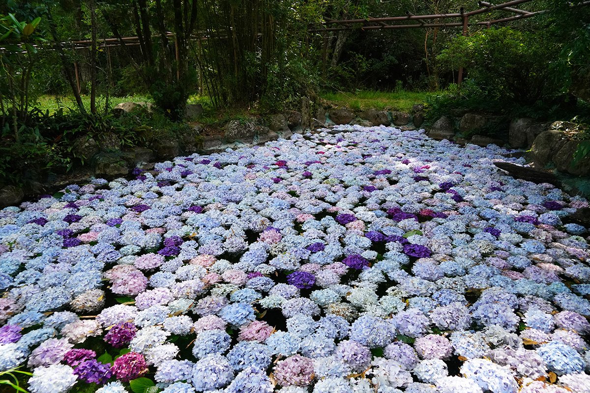 武陵農場繽紛夢幻水中花毯景觀 晶瑩剔透繡球花展現賞花新意境