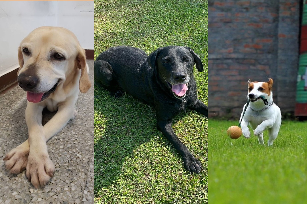 搜救犬英雄鐵雄、腿腿光榮退役 消防局長感謝為救災貢獻 2 今年退役的搜救犬左起鐵雄-腿腿-本丸