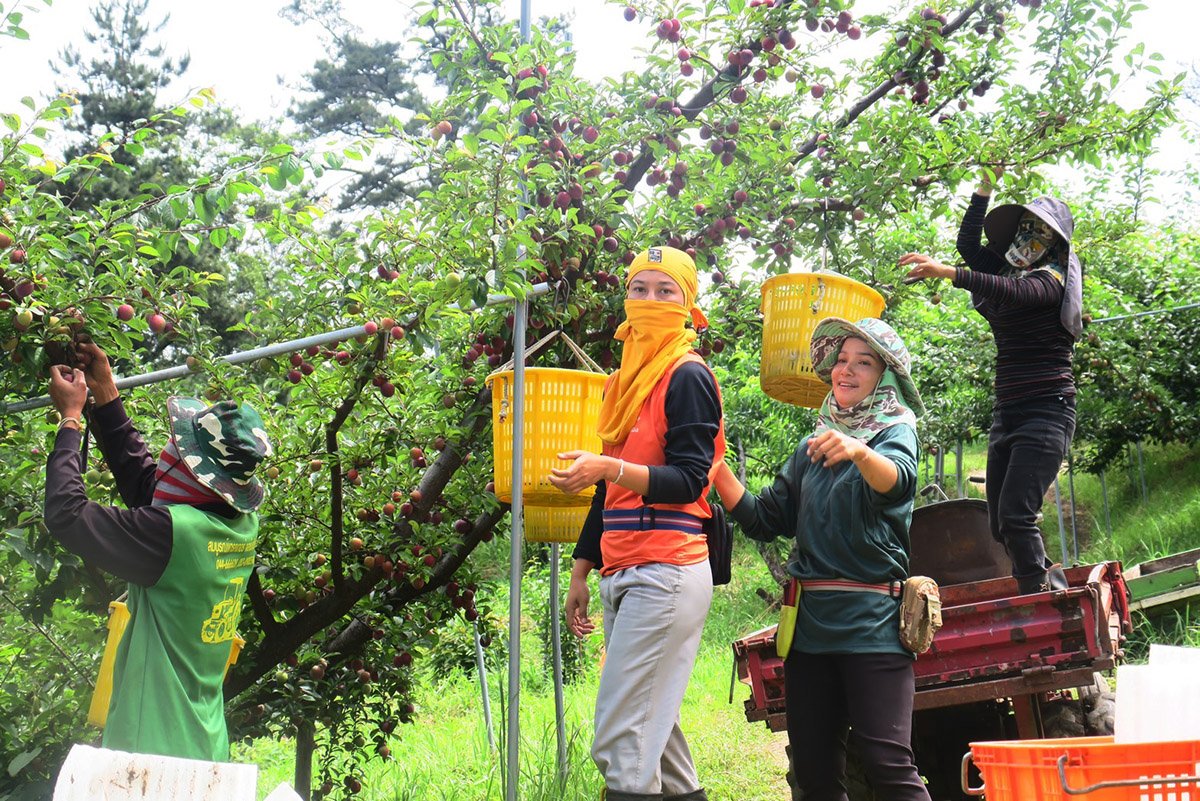 高海拔梨山地區夏季氣溫涼爽，而且進入溫帶水果產季，正是旅遊梨山的時候。