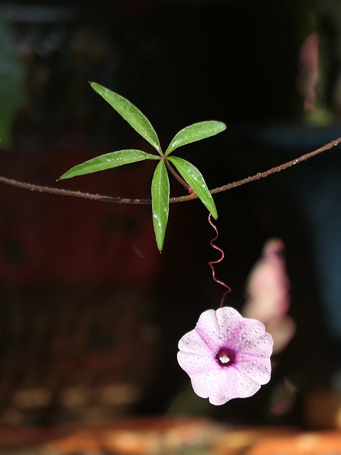 潘樵復育珍稀牽牛花 連續8年不中斷 3 004 2