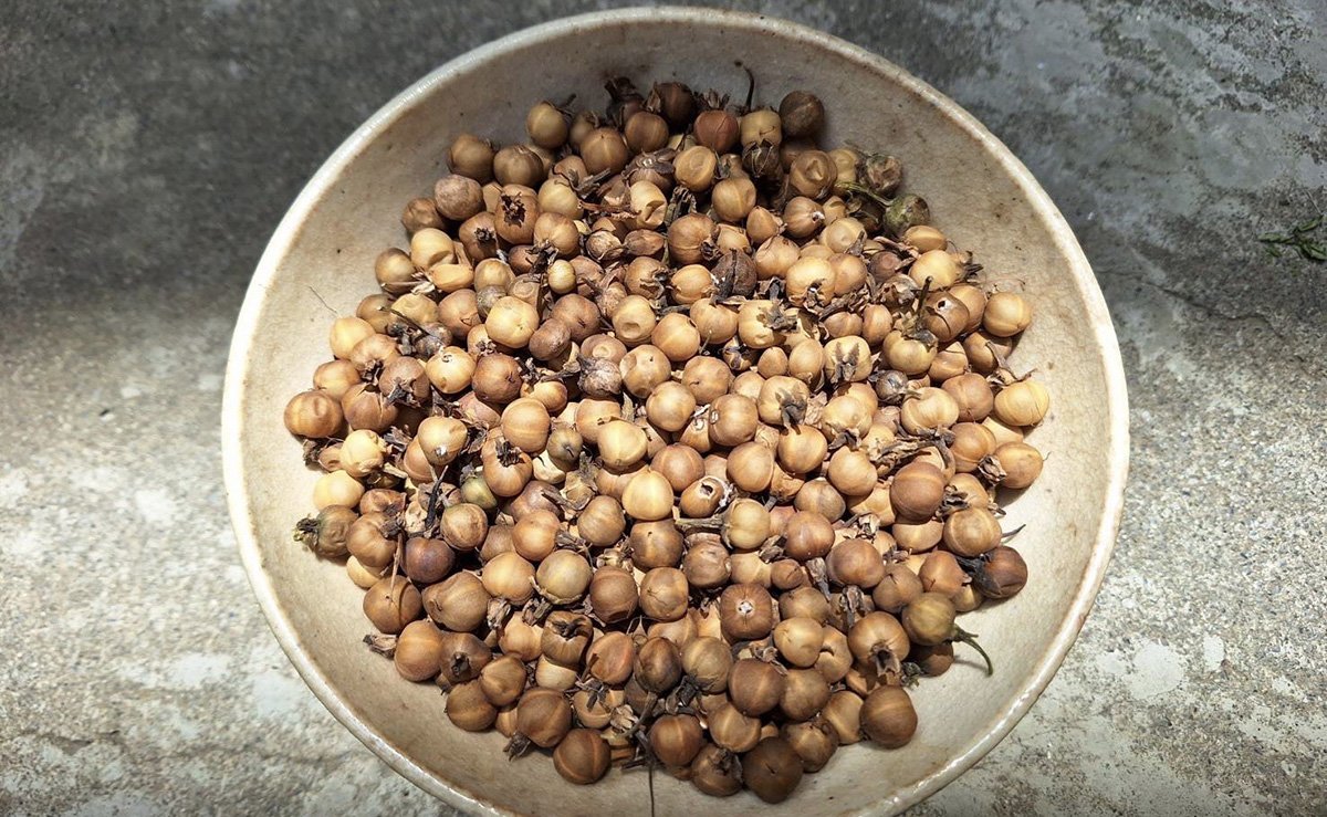 潘樵復育珍稀牽牛花 連續8年不中斷 2 S 111157327
