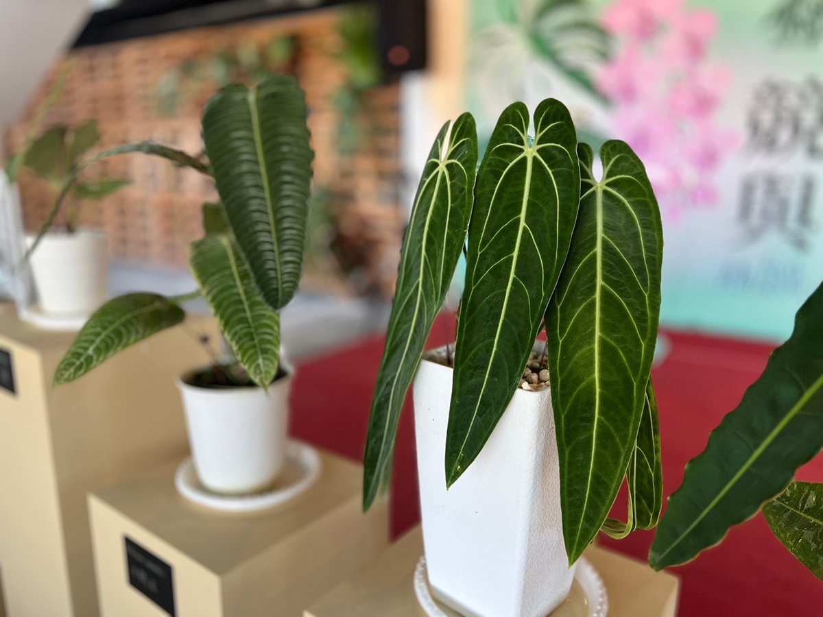 第二屆臺灣熱帶雨林暨觀葉植物精品大賞競葉與蘭 10/28埔里花卉物流中心登場 5 S 111657017 0