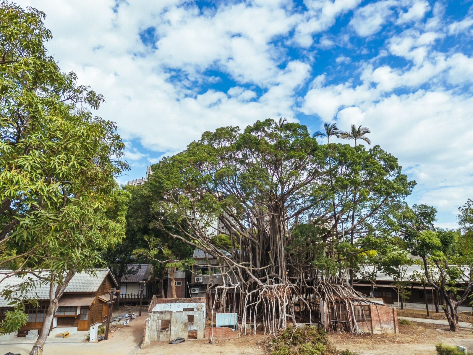 國漫館東側園區大榕樹。