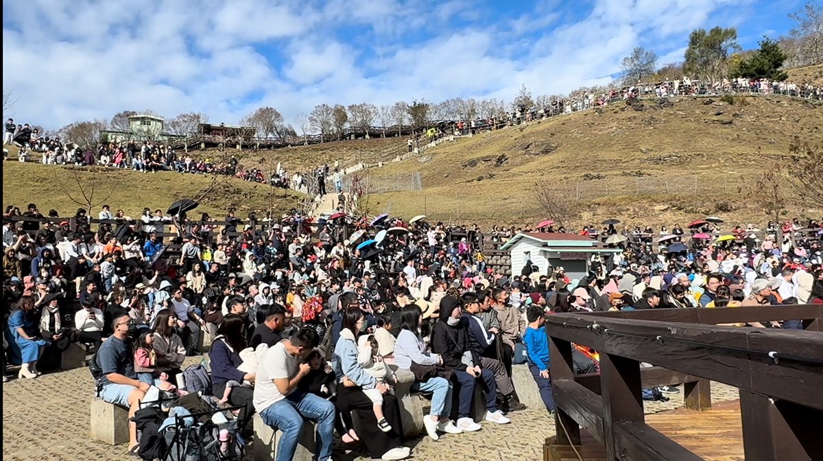 隨著元旦長假的展開，清境和合歡山今日上午已迎來大量遊客。