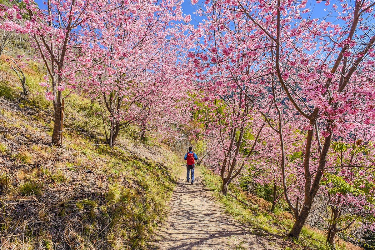 想要上山賞櫻，可樂旅遊規劃「上帝的部落」司馬庫斯2日遊行程。可樂旅遊提供_0