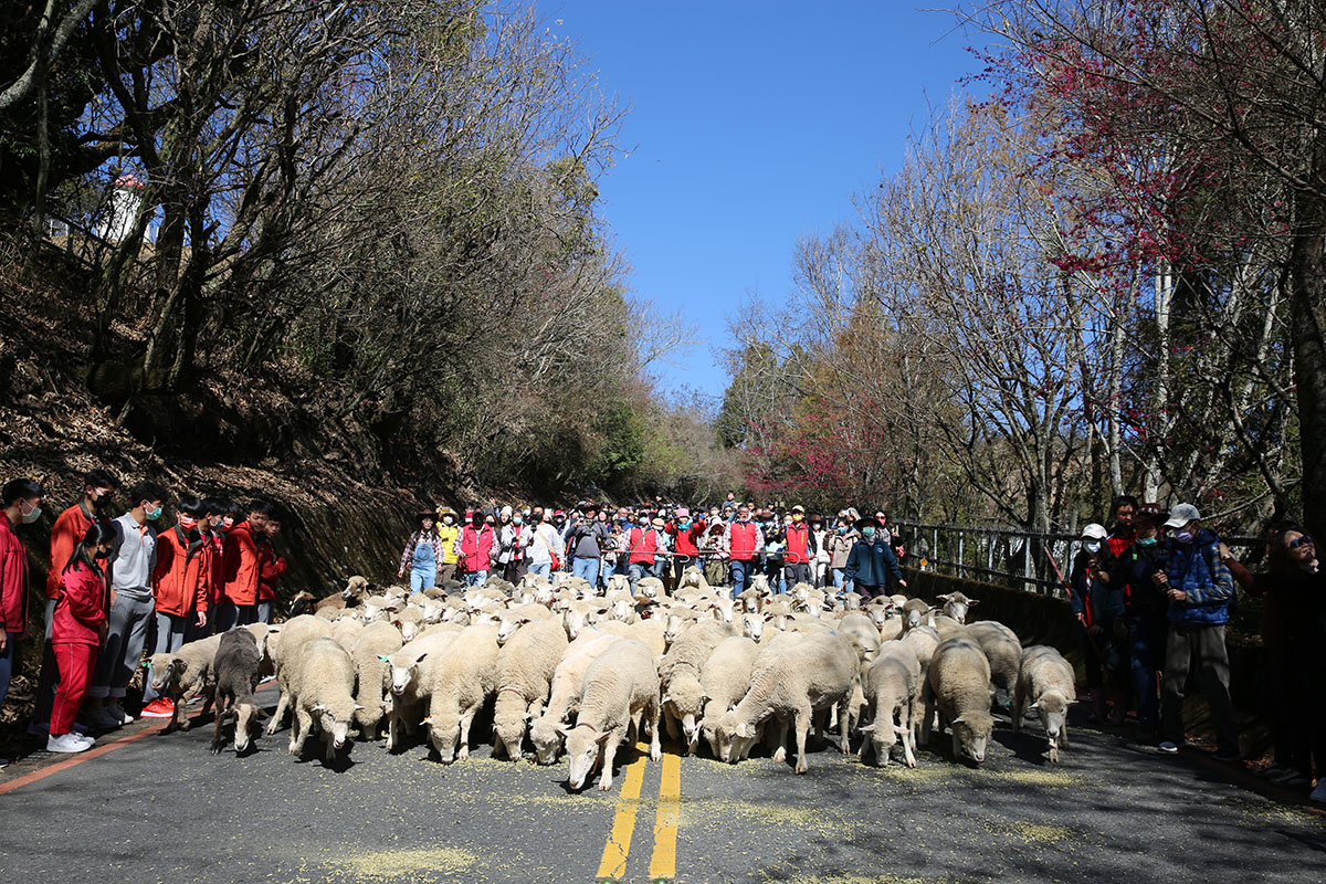 清境農場最具代表性的「奔羊節」即將在2月23日登場