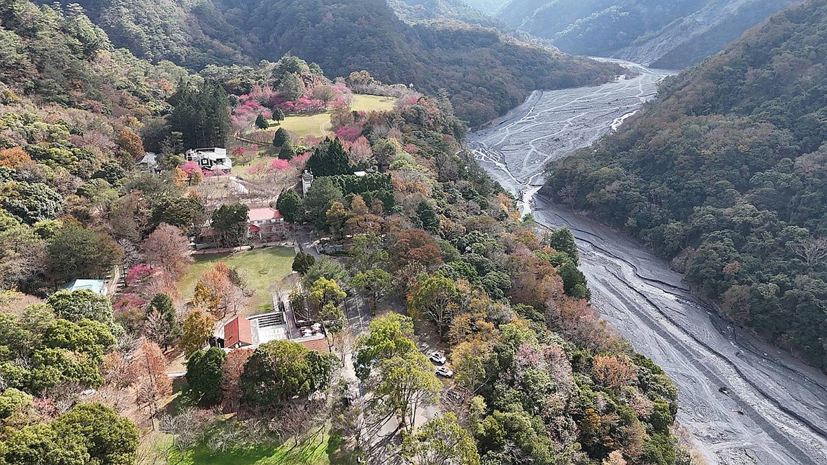 春回奧萬大賞櫻不缺席 2月1日起採總量管制開園