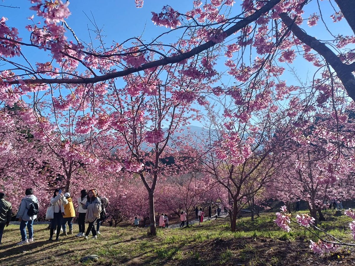 免費接送的服務，吸引更多遊客到參山轄區旅遊，進一步達到整個觀光圈的觀光產業鏈串連。