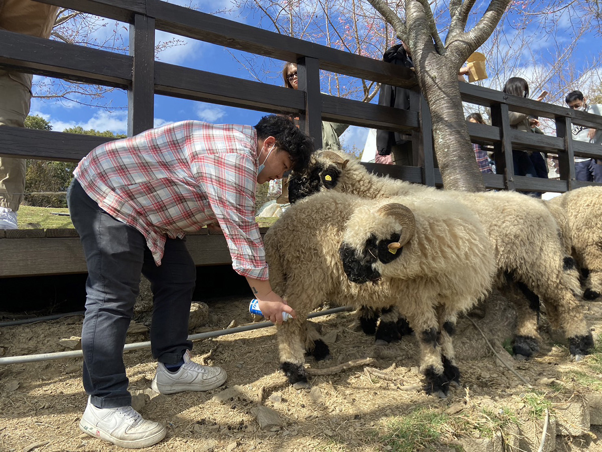在春節連假即將來臨之際，清境農場成立「咩仔小隊」為綿羊等動物的緊急狀況積極備戰