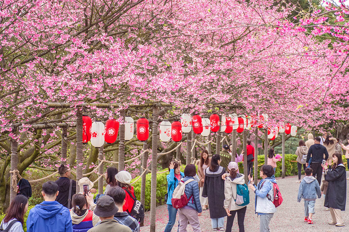 天元宮後山的三色櫻目前已經幾近滿開，吸引許多遊客前往賞櫻，即日起至2月18_0