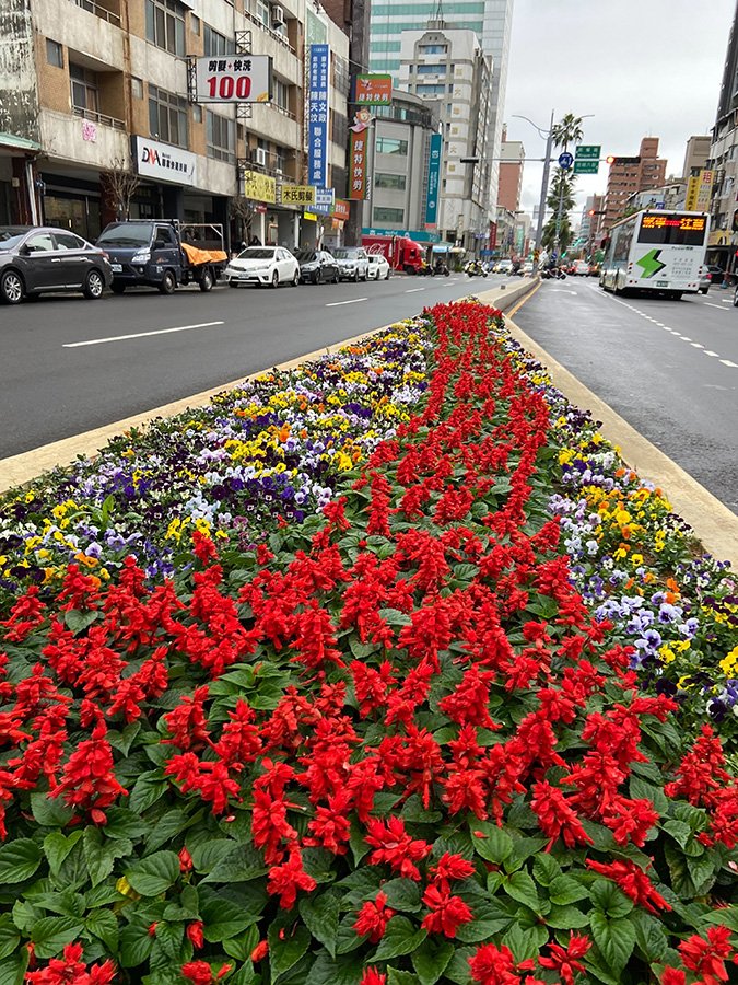 喜迎龍年慶新春-妝點台中過好年-中市道路綠帶繽紛蒔花盛開