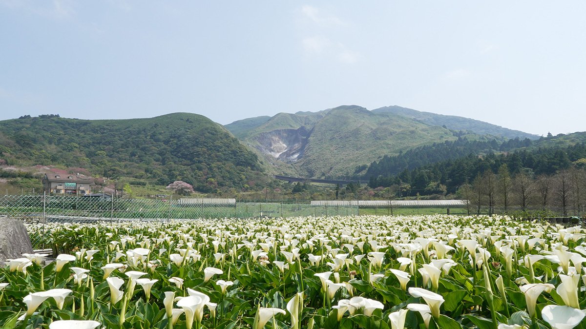 產業局推動竹子湖休閒農業區結合生產、生活與生態，整合農業、遊程、教育、觀光及餐飲等資源