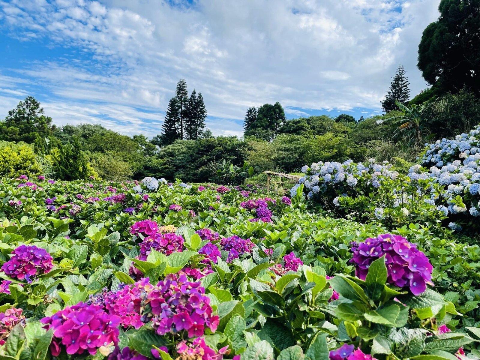 紫陽花爭豔 把握竹子湖花季尾聲 2 06143