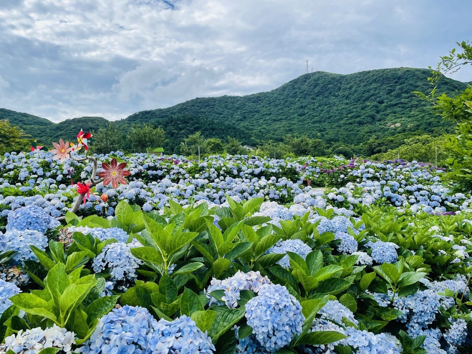 紫陽花爭豔 把握竹子湖花季尾聲 1 06144