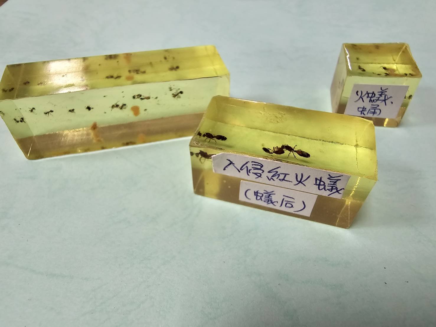 防範蟻軍侵襲! 中市建設局舉辦紅火蟻防治教育訓練 3 unnamed file 238