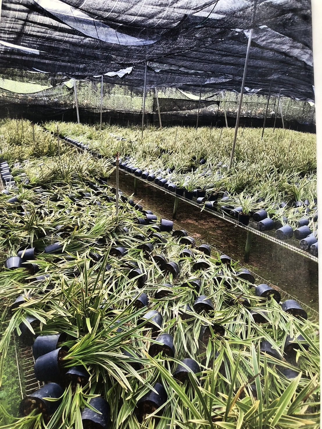 1130808 國蘭吹倒