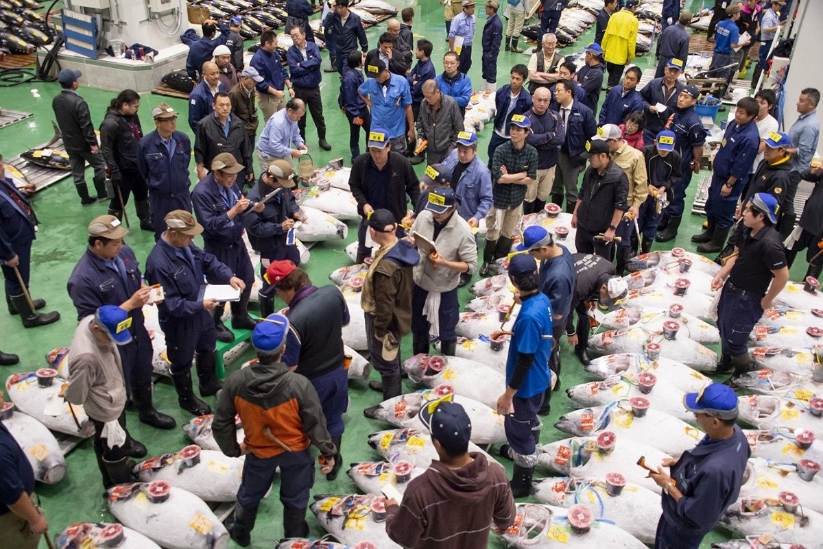 豐洲市場極具代表性的鮪魚拍賣會，參觀者蜂擁而至。（©東京都中央卸売市場）