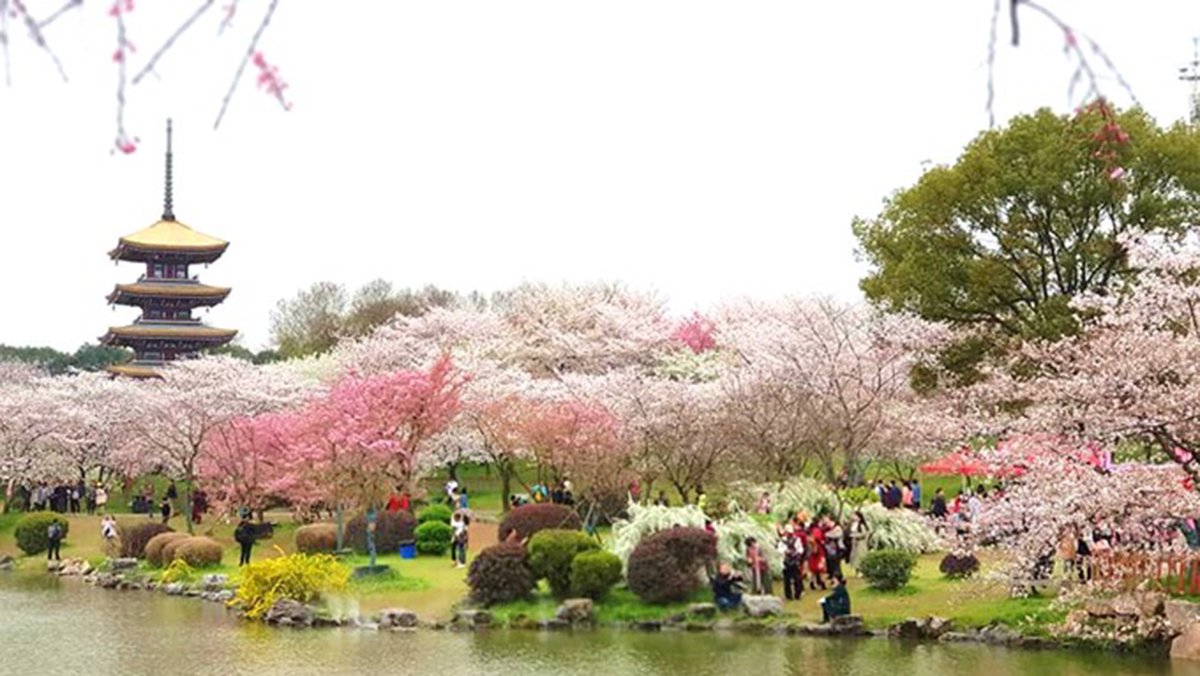 湖北武漢櫻花祭.浪漫騎行.油菜花海.頂級溫泉長江大秀六日。（圖／大鷹旅遊 提供）