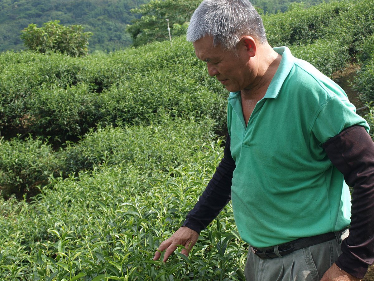 從第一屆鹿谷鄉農會茶葉比賽起，曾達坤便持續參賽，至今已40餘年。