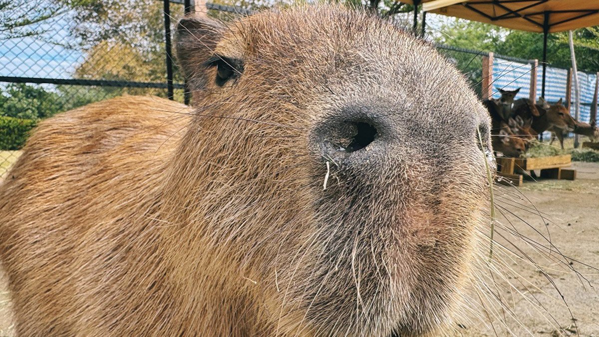 頑皮世界超人氣動物水豚