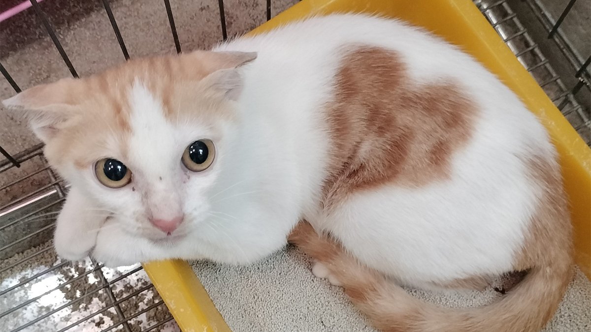 情人節愛不只在人間 「愛心貓」獲新家 流浪動物關懷受關注 1 擁有天然「愛心印記」的可愛小貓