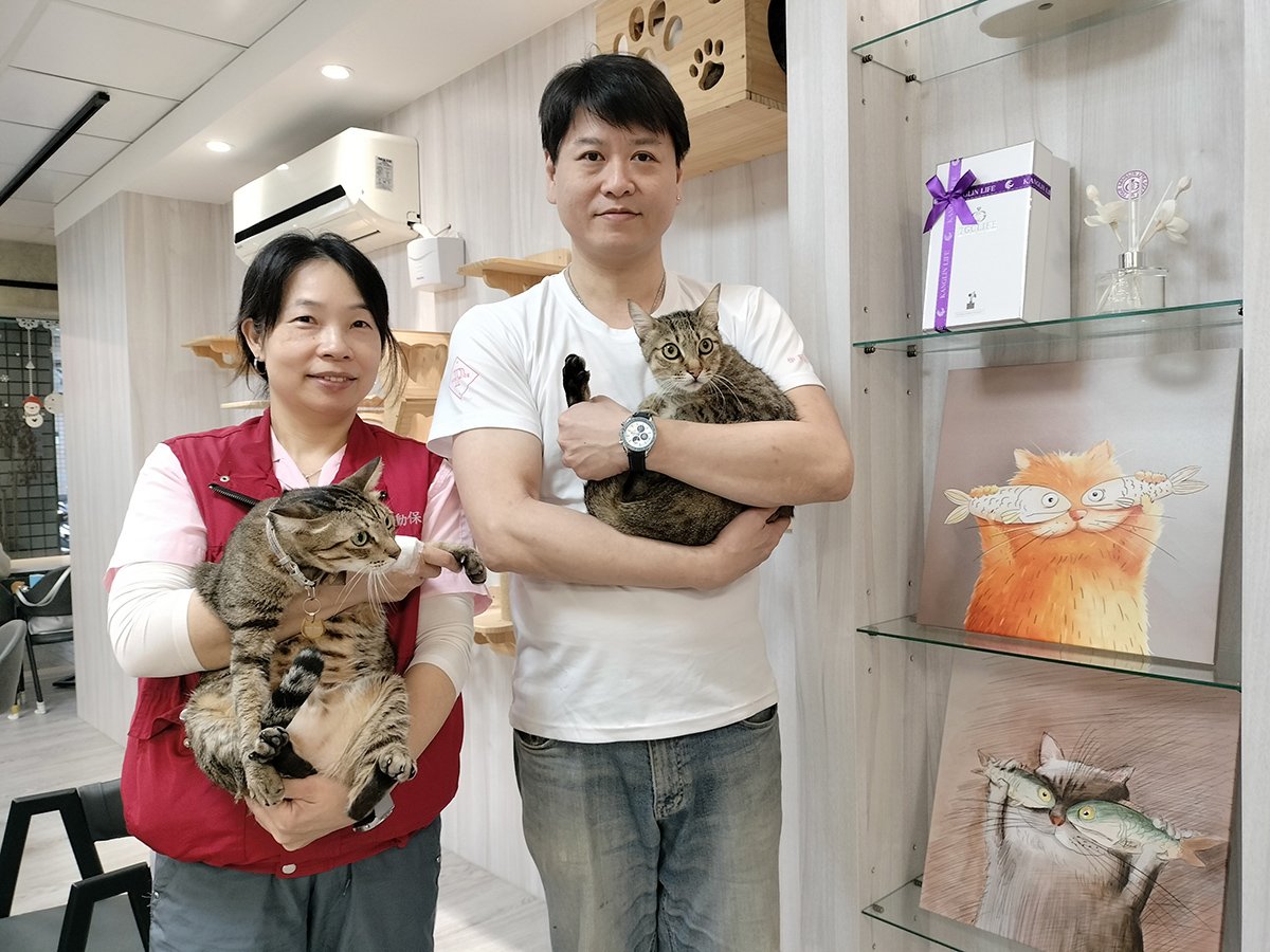 情人節愛不只在人間 「愛心貓」獲新家 流浪動物關懷受關注 2 新北動保處歡迎民眾到認養小棧參觀認養