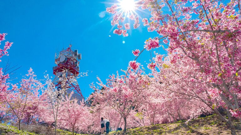 福壽山農場的千櫻園將於2025年2月14日浪漫開園！