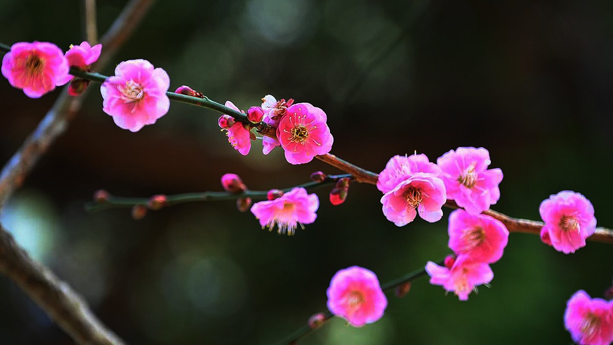 粉嫩花海妝點山林，吸引大批遊客前來賞花。