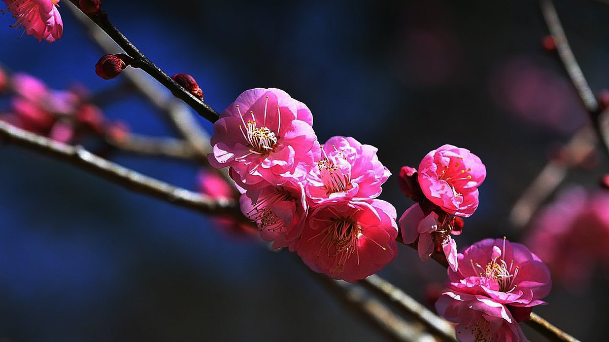 趁著花季，來武陵感受不一樣的梅花美景吧！