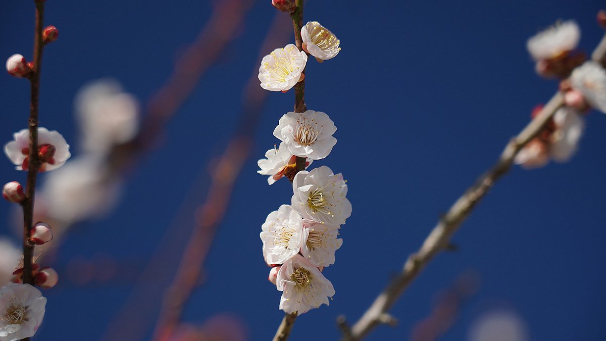 園區內的梅花也已盛開