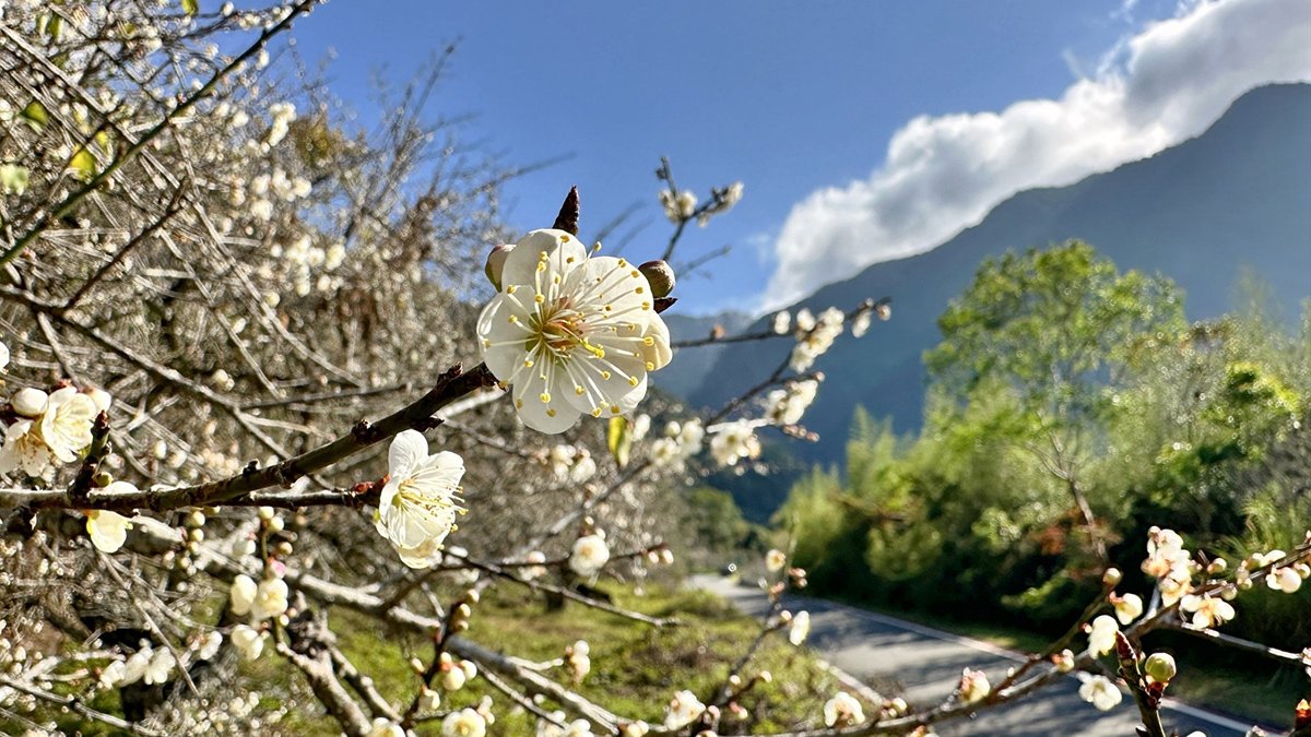 朵朵梅花如雪般點綴山林，為公路旅途增添詩意與美景。