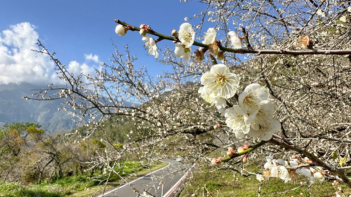 隨著春節腳步近尾聲，南橫公路沿線的梅花仍續綻放，為翠綠山巒披上一層純白浪漫的春日氛圍。