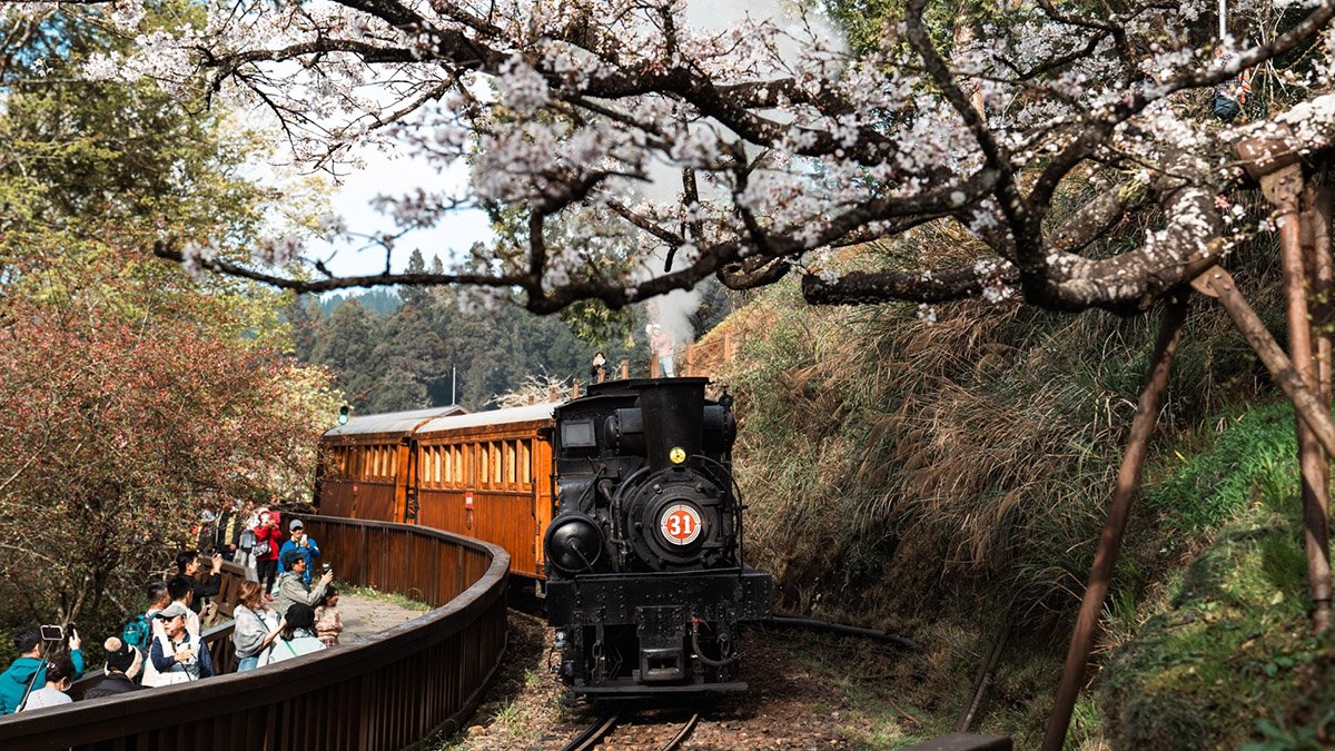 阿里山百年蒸汽賞櫻列車 2月25日開放訂票