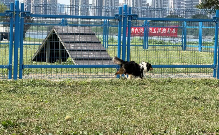 中永和綠寶石寵物公園煥新登場!圍籬升級守護毛孩安全 1 301590 583934676440186831489149985450 862462290987872402389528301193624594
