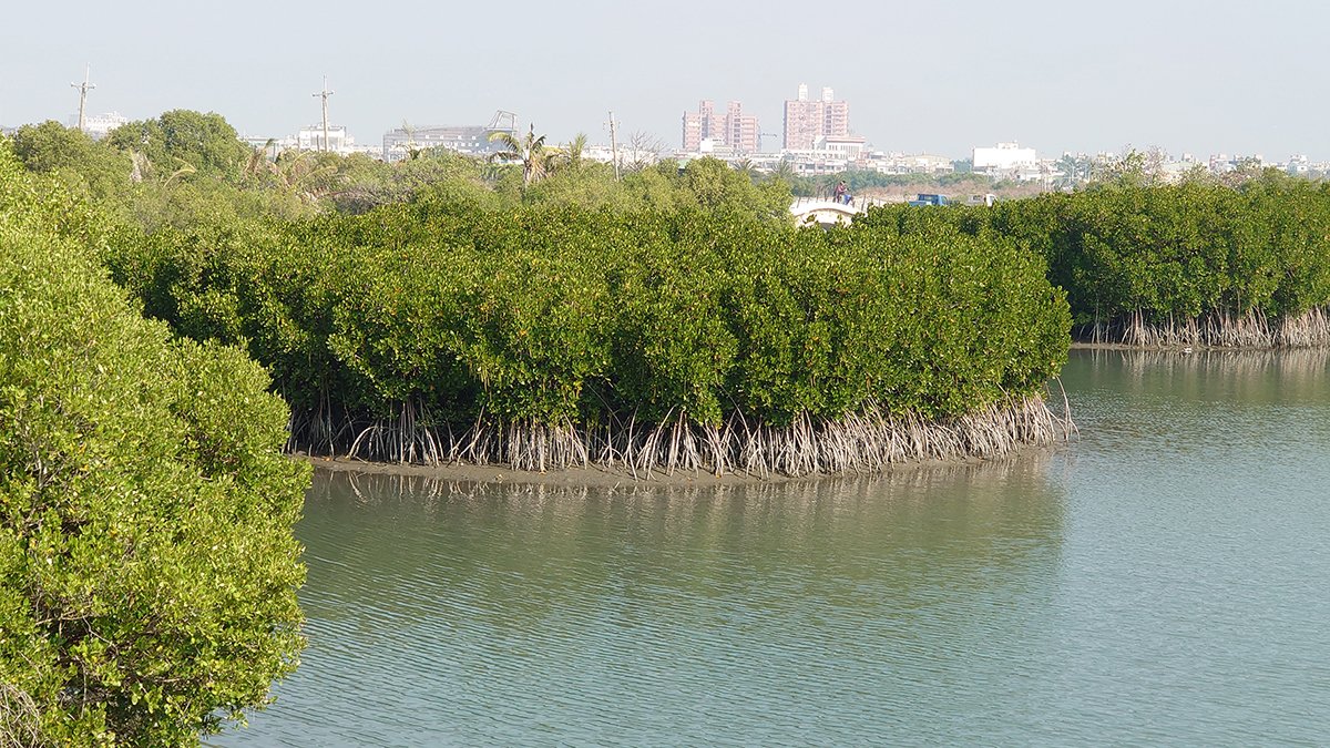 臺灣藍碳制度化啟動 「紅樹林」「海草床」方法學獲環境部通過 1 youhaiyangweiyuanhuiyunongyebulianmingtichudehaica 1