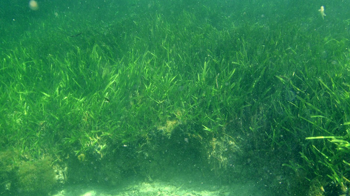 臺灣藍碳制度化啟動 「紅樹林」「海草床」方法學獲環境部通過 3 youhaiyangweiyuanhuiyunongyebulianmingtichudehaica