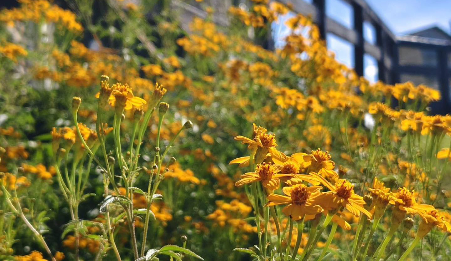 572782955 1266222205540719 125434092319226729 n