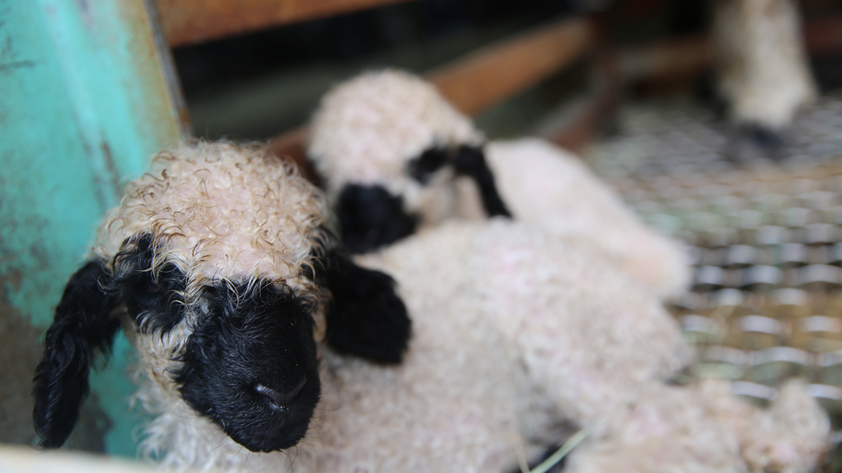 590576125 1290946286401644 5260315868603520021 n