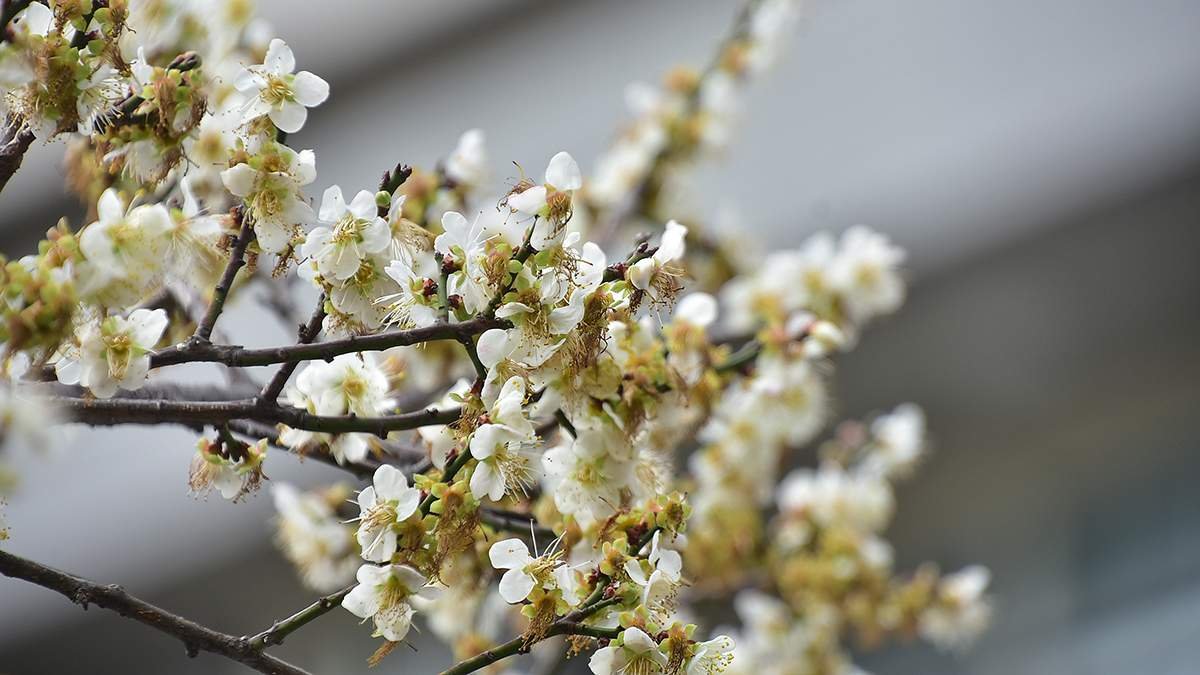 04bubiyuanfushanquzaitaizhongshiqujiunengshangmei