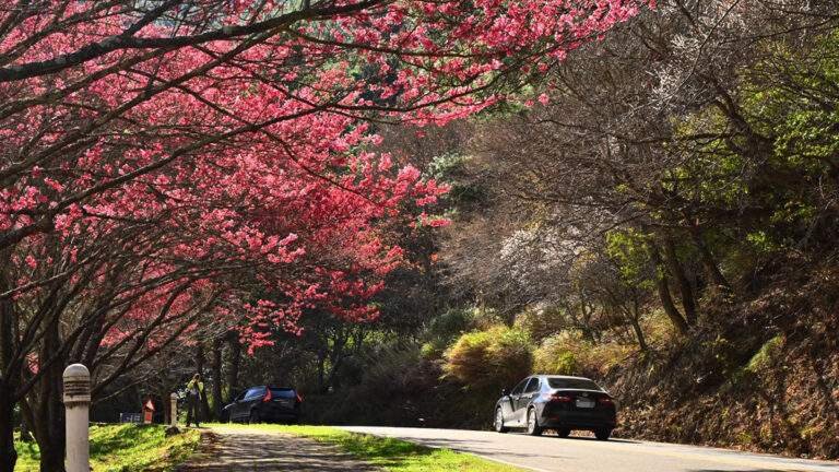 629194274 1324868776343276 5409446063138701781 n